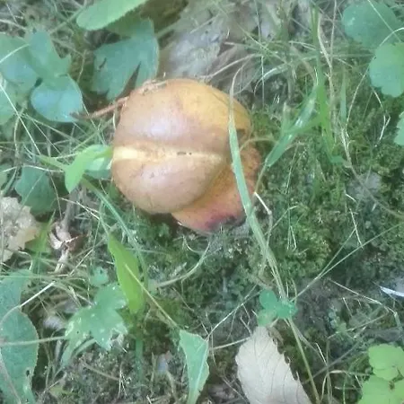 Sanpancrazio Frühstückspension