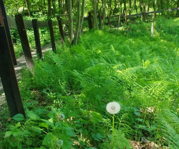 Bed & Breakfast Sanpancrazio